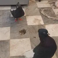 زاغ دم سفید مهر