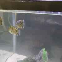 ماهی گرین اسکات