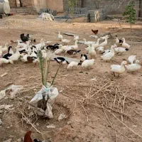 ۷۰بت|حیوانات مزرعه|شوشتر, |دیوار