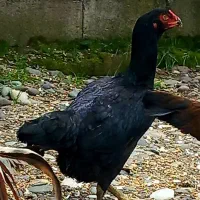 مرغ خروس لاری جوان