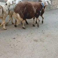 میشو بره کله عروس