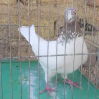 کفتر  هم رنگ  هم‌پرش