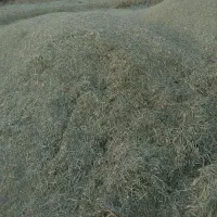 یونجه