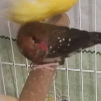 فنچ کرواتی، فنچ توت فرنگی ،کبوتر الماسی|پرنده|تهران, حکمت|دیوار