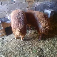 بره|حیوانات مزرعه|مشهد, طبرسی شمالی|دیوار