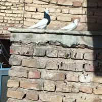 کبوتر طوقی