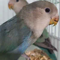 دو عدد طوطی برزیلی بالغ|پرنده|بیجار, |دیوار