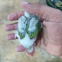 گرینچک سرلاکی