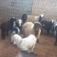 میش بره دار.دوقلو|حیوانات مزرعه|طسوج, |دیوار