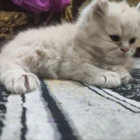 بچه گربه|گربه|اهواز, ۳۰ متری|دیوار