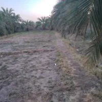 زمین ‌بانخل‌خرما|فروش دفتر صنعتی، کشاورزی، تجاری|ایرانشهر, |دیوار