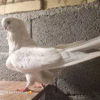 کبوتر نوک قنار کاکلی نر ماده دوکت سیاه