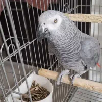 کاسکونر9ساله درشت وکشیده