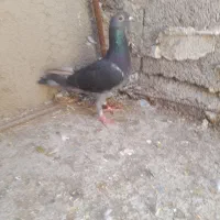 کفتر چاپی