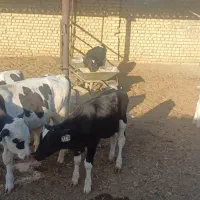 تلیسه گاو گوساله