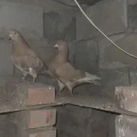 جفت کبوتر زرد پرشی