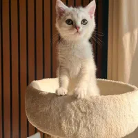 گربه سیلور اصیل|گربه|نور, |دیوار