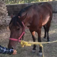 اسب نریون|اسب و تجهیزات اسبسواری|گنبکی, |دیوار