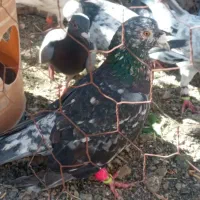 هفت رنگ زغالی