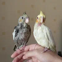 جوجه عروس هلندی نرمه خور