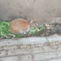 یه جفت خرگوش|موش و خرگوش|اسلامآباد غرب, |دیوار