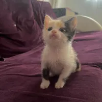 واگذاری بچه گربه