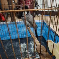 عروس هلندی نر|پرنده|دزفول, |دیوار