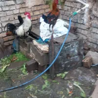 خروس 2عدد