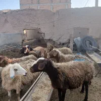 میش چاق|حیوانات مزرعه|فیروزه, |دیوار