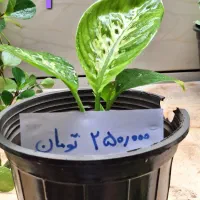 دیفن بسیار شاداب