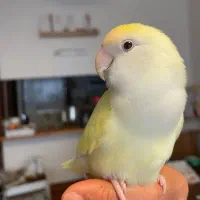 کوتوله عروس ماده فوق دستی سخنگو