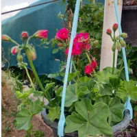 گل شمعدونی همه رنگ|گل و گیاه طبیعی|ری, علایین|دیوار