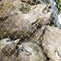 جوجه چهار ماهه پرورشی