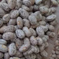 لوبیا چیتی ارتشی. بوجاری شده و به شرط پخت