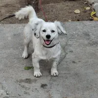 سگ پاکوتاه.سگ|سگ|اسدآباد, |دیوار