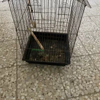 قفس پرنده