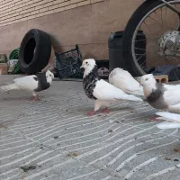 کبوتر