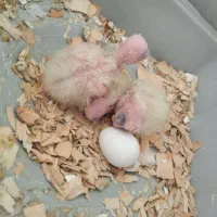 عروس هلندی و جوجه|پرنده|یاسوج, |دیوار