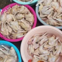 مرغ محلی کشتار