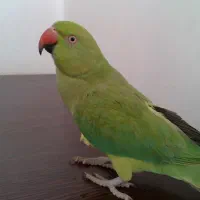 طوطی ملنگو هفت ماهه دوست داشتنی رام رام