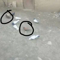 کبوتر زرد سرخ