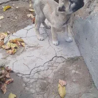 سگ ماده|سگ|هشترود, |دیوار