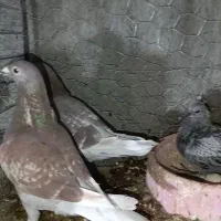 قوره ای|پرنده|بیرجند, |دیوار