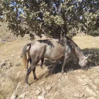 اسب|اسب و تجهیزات اسب‌سواری|زرین آباد, |دیوار
