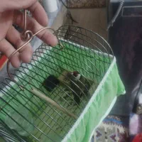 یک عددسهره نرسرسیاه به فروش میرسد|پرنده|شیراز, پودنک|دیوار