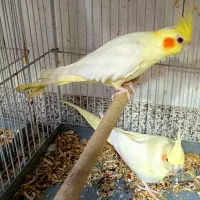 عروس هلندی|پرنده|شیراز, گل سرخ|دیوار