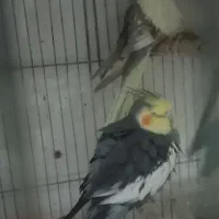 طرح تعویض پرنده های تزیینی|پرنده|مشهد, مصلی (کارمندان اول)|دیوار