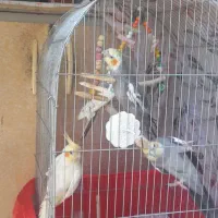 عروس هلندی