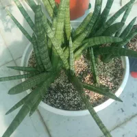 سانسوریا بنسل|گل و گیاه طبیعی|بوشهر, |دیوار