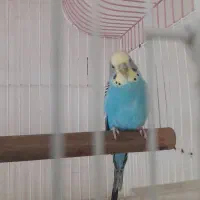 یک عدد مرغ عشق نر فروشی|پرنده|اردبیل, |دیوار